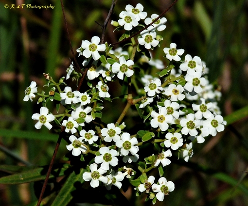 {Euphorbia corollata}